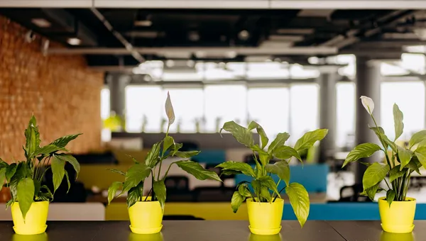 Oficina luminosa con plantas en los escritorios